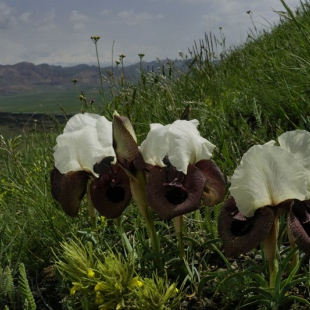 Iris iberica